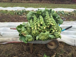 Biogärtnerei Hamann